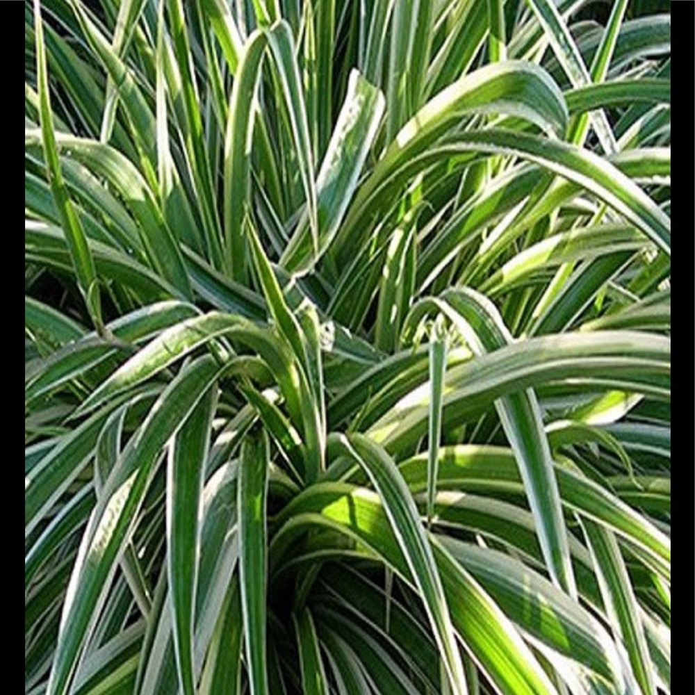 Spider Plant (‘Chlorophytum comosum’) - Picture 3 of 7